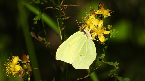 Common Brimstone