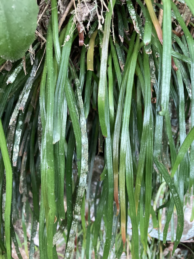 Genus Haplopteris · iNaturalist