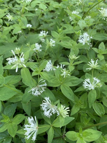 Pink Woodruff