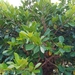 Ficus microcarpa microcarpa - Photo (c) 歐陽秀華, όλα τα δικαιώματα διατηρούνται, uploaded by 歐陽秀華