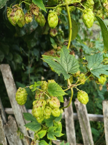 common hops