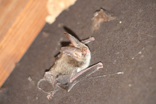 Rafinesque's Big-eared Bat