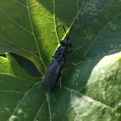 Black Soldier Fly