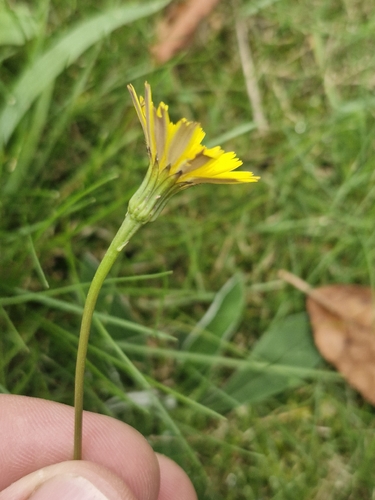 Hairy Hawkbit