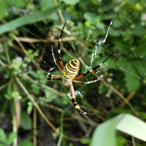 Wasp Spider