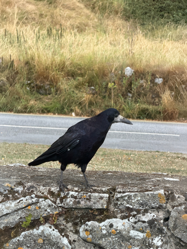Rook