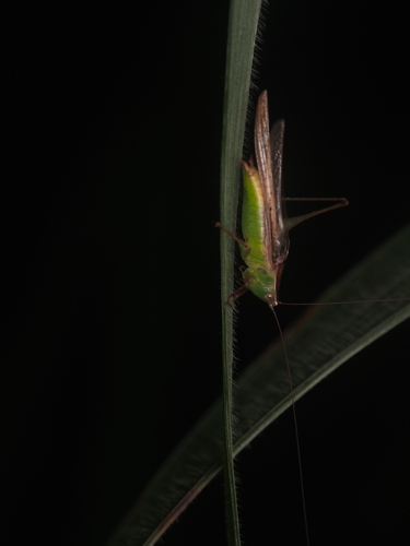 Spotted Meadow Katydid