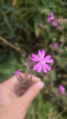red campion
