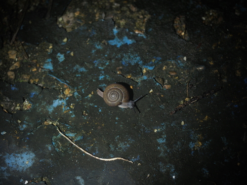 Siamese Common Snail