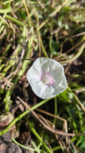 common morning-glory