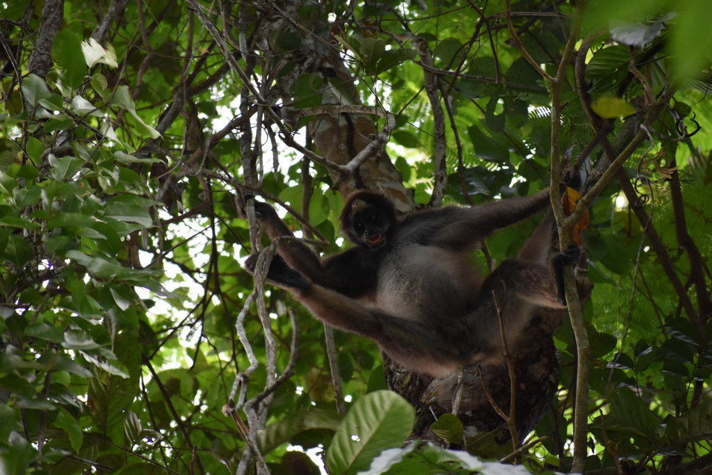 Macaco-aranha-marrom - Wikiwand