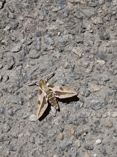 Leafy Spurge Hawkmoth