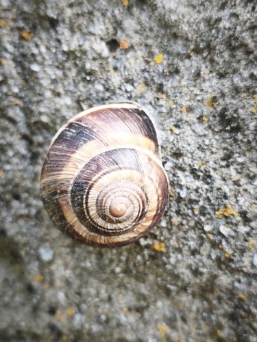 Turkish Snail