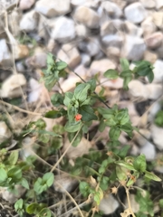Jabonera europea