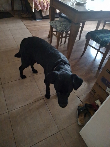 Domestic Dog