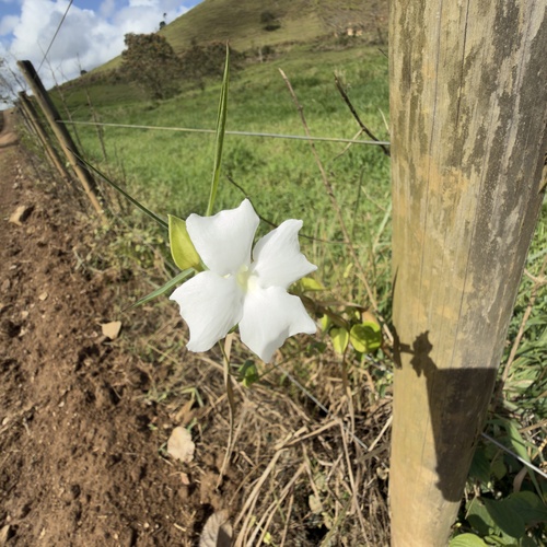 Sweet clockvine