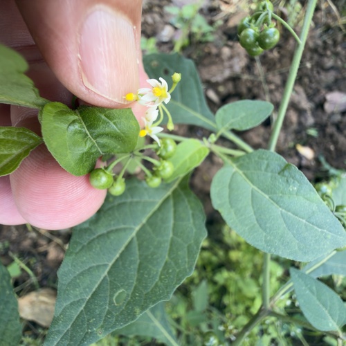 American black nightshade