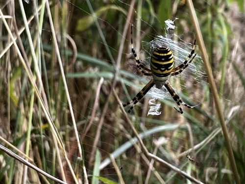 Wasp Spider