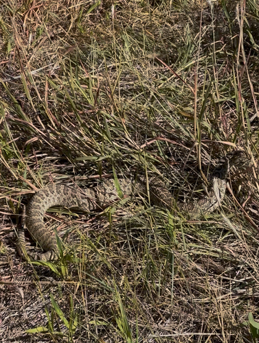 Prairie Rattlesnake