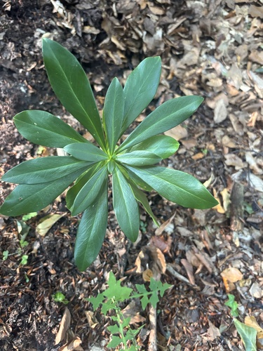 Spurge-laurel