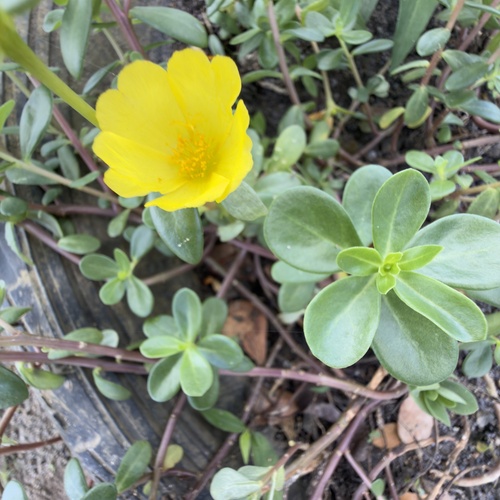 wingpod purslane
