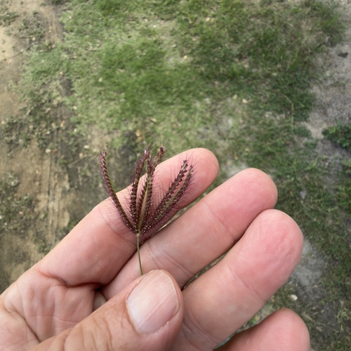 Finger Grass