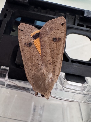 Large Yellow Underwing