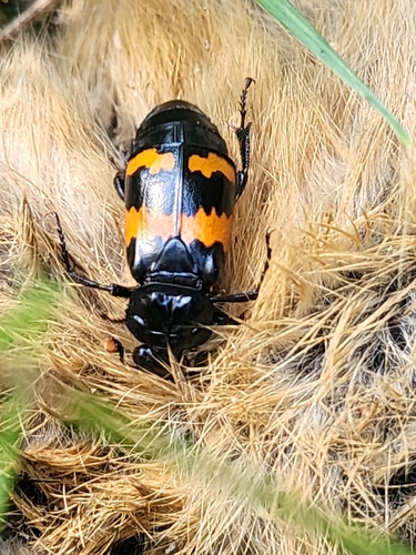Banded Sexton Beetle