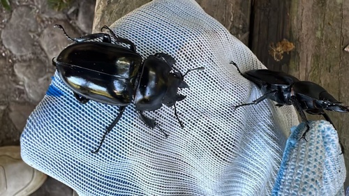Neolucanus nitidus