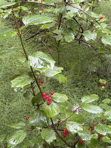 squashberry