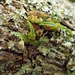 Bulbophyllum argyropus - Photo (c) ianhutton, כל הזכויות שמורות, הועלה על ידי ianhutton