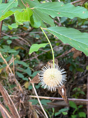 buttonbush