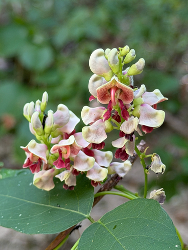 American groundnut