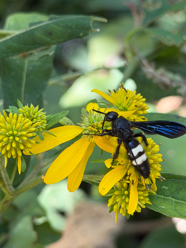 Double-banded Scoliid Wasp