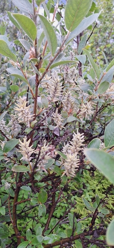 Grayleaf Willow