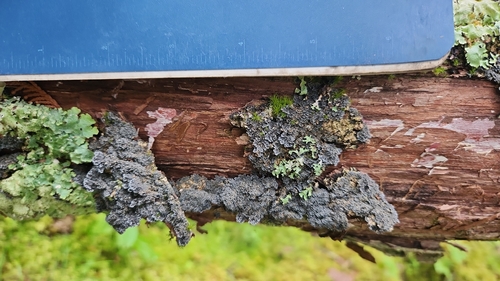 Mealy-rimmed Shingle Lichen