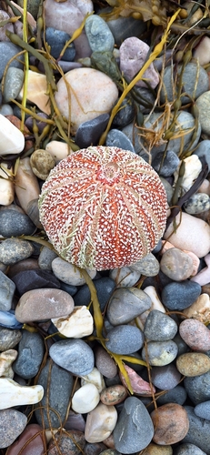 European Edible Sea Urchin