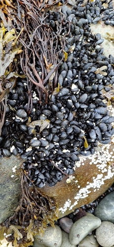 Blue Mussel