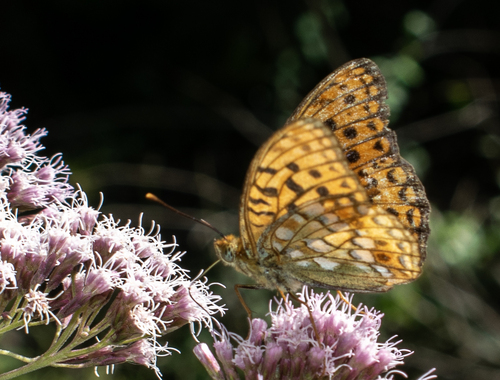 High Brown Fritillary
