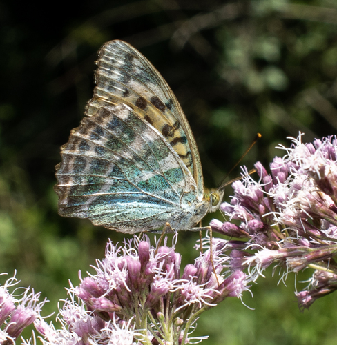 Silver-washed Fritillary