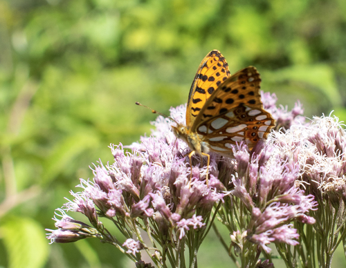 Queen of Spain Fritillary