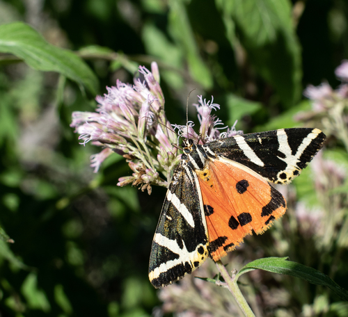 Jersey Tiger