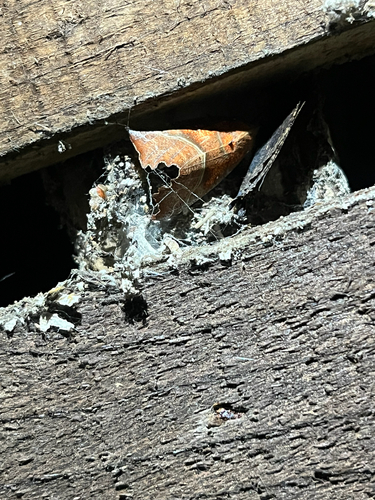 Herald Moth