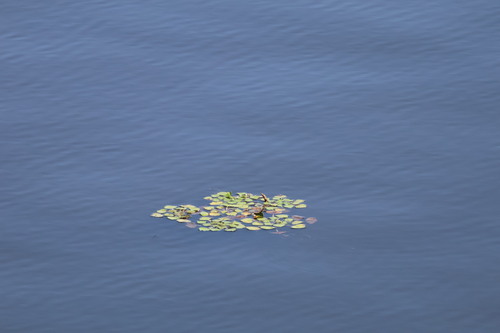 Water caltrop