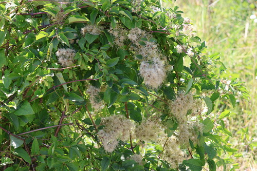 Old man's beard