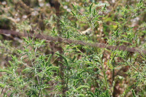 common ragweed