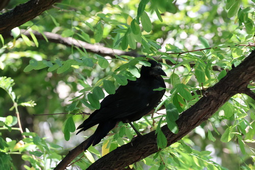 Rook