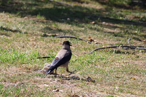 Hooded Crow