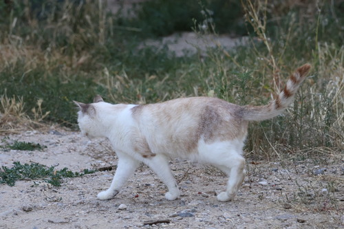 Domestic Cat