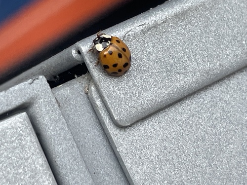 Asian Lady Beetle